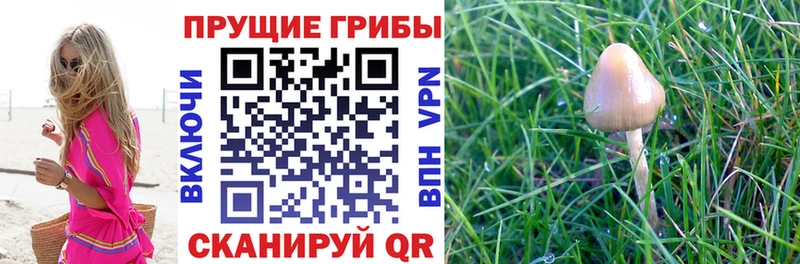 hydra ССЫЛКА  Тбилисская  Псилоцибиновые грибы мицелий 